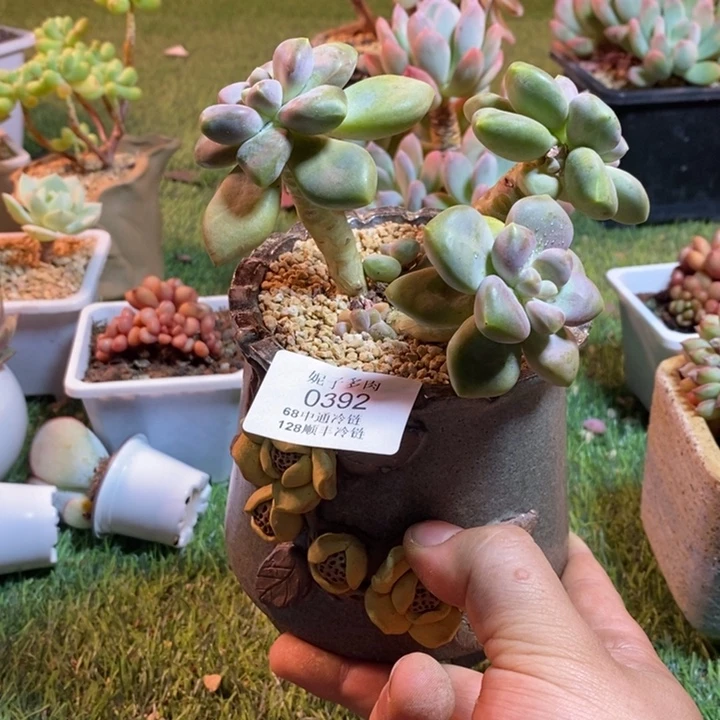 0392啊啊啊啊啊啊啊啊啊啊啊