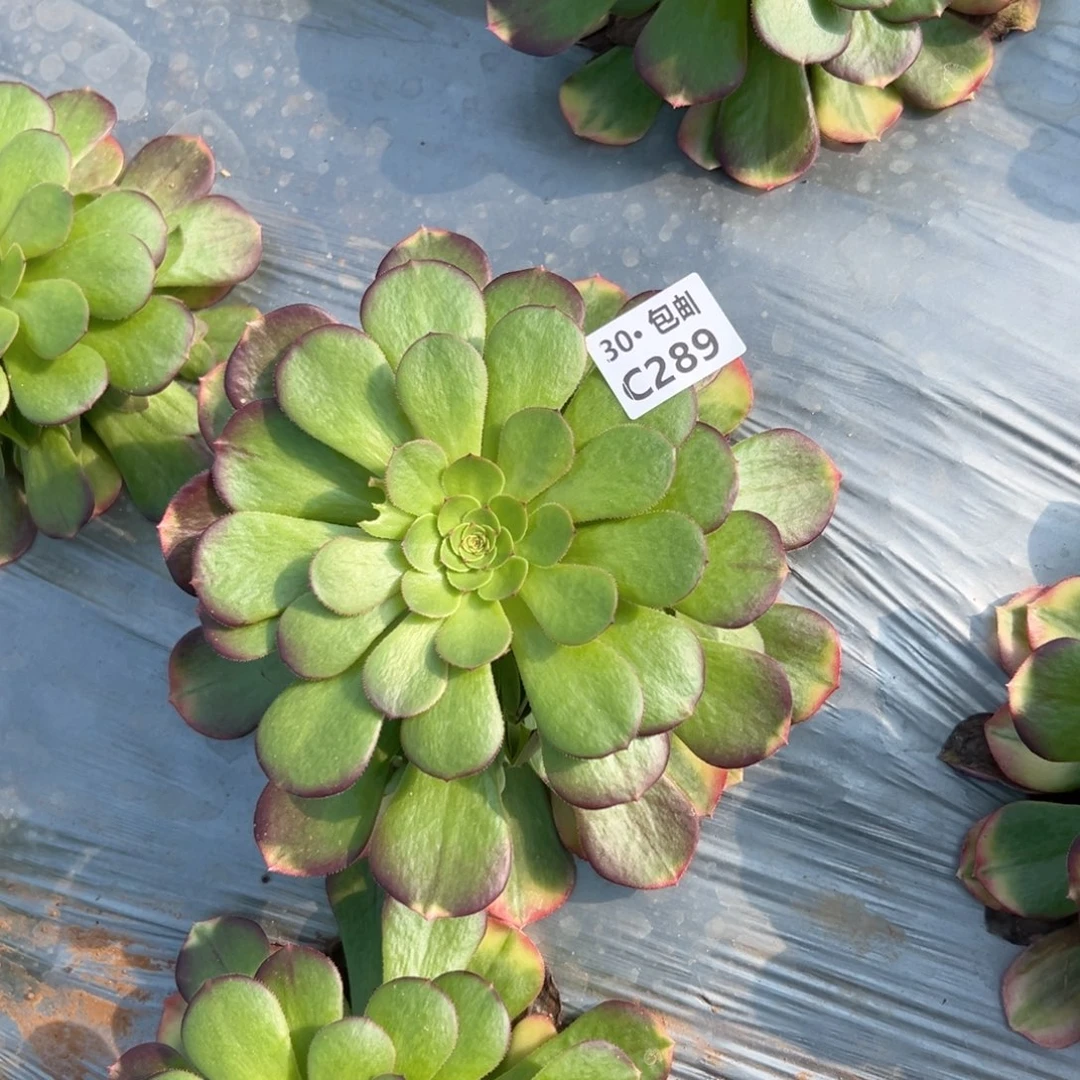 289雨荷多肉法师