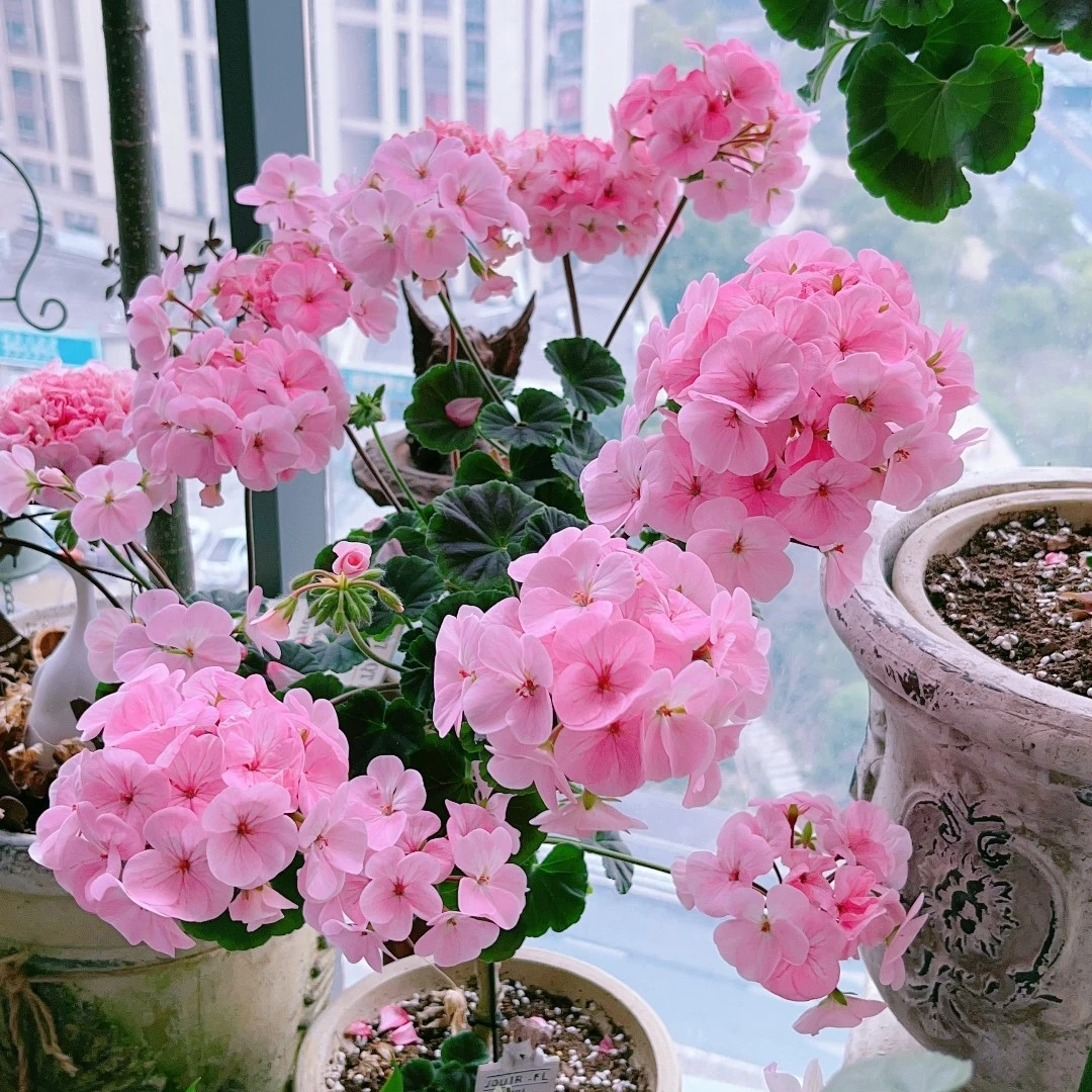 天竺葵玫瑰小姐新手好养盆栽阳台易开花易养护多季节开花爆花