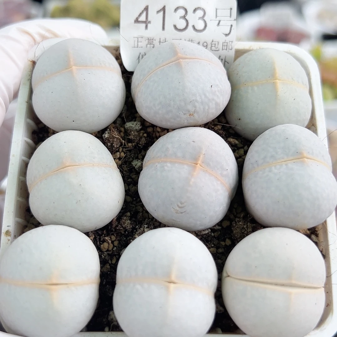 4133 好养易活生石花大母本