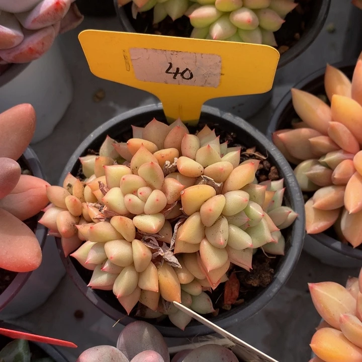 多肉植物7272727372
