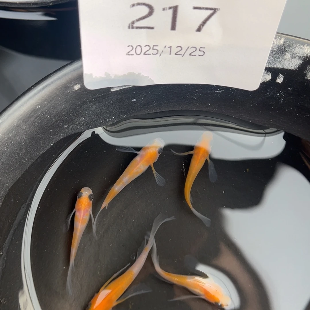 青鳉鱼217红白真长鳍五尾