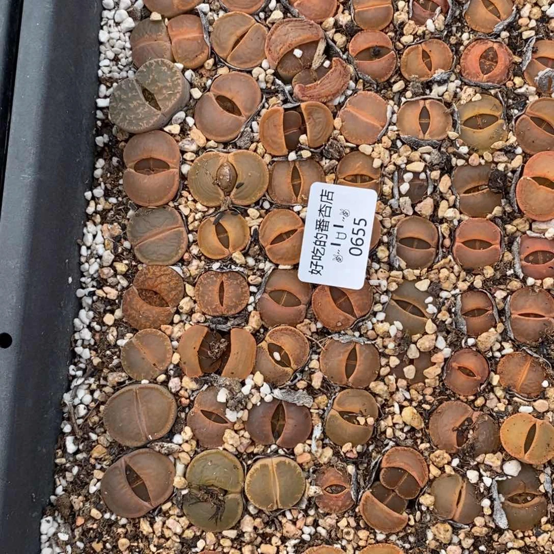 少*游0655。零下拍保温。