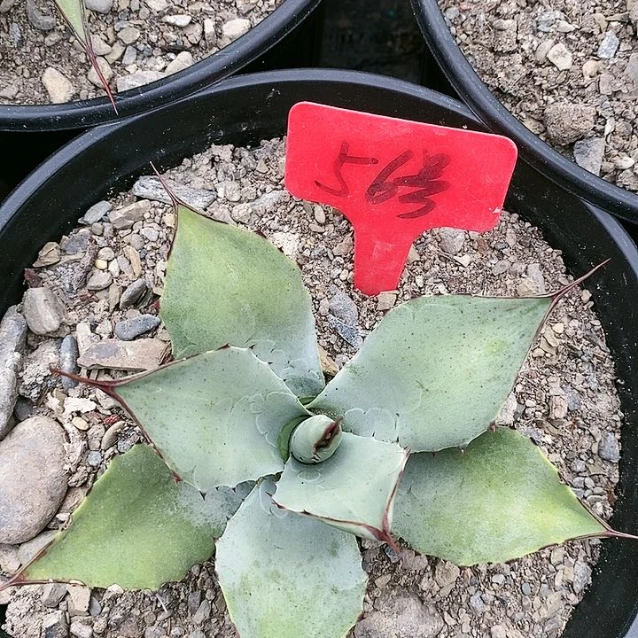 【闪购商品】无花朵龙舌兰韦非尔德