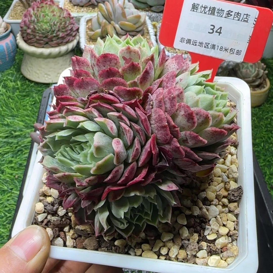 解忧植物多肉编号34