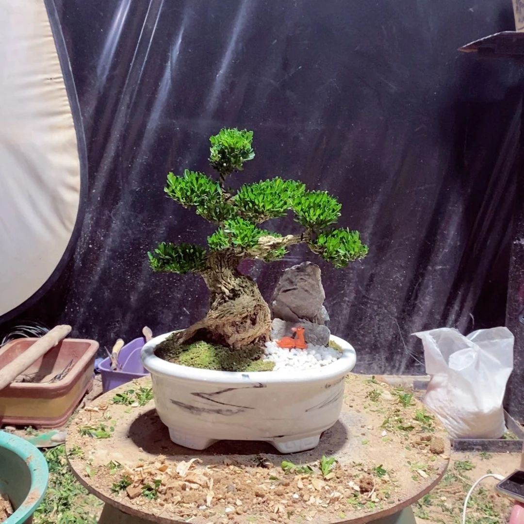 无花朵广东皱皮雀舌黄杨