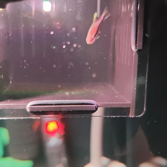 灯科鱼超级梦幻DY