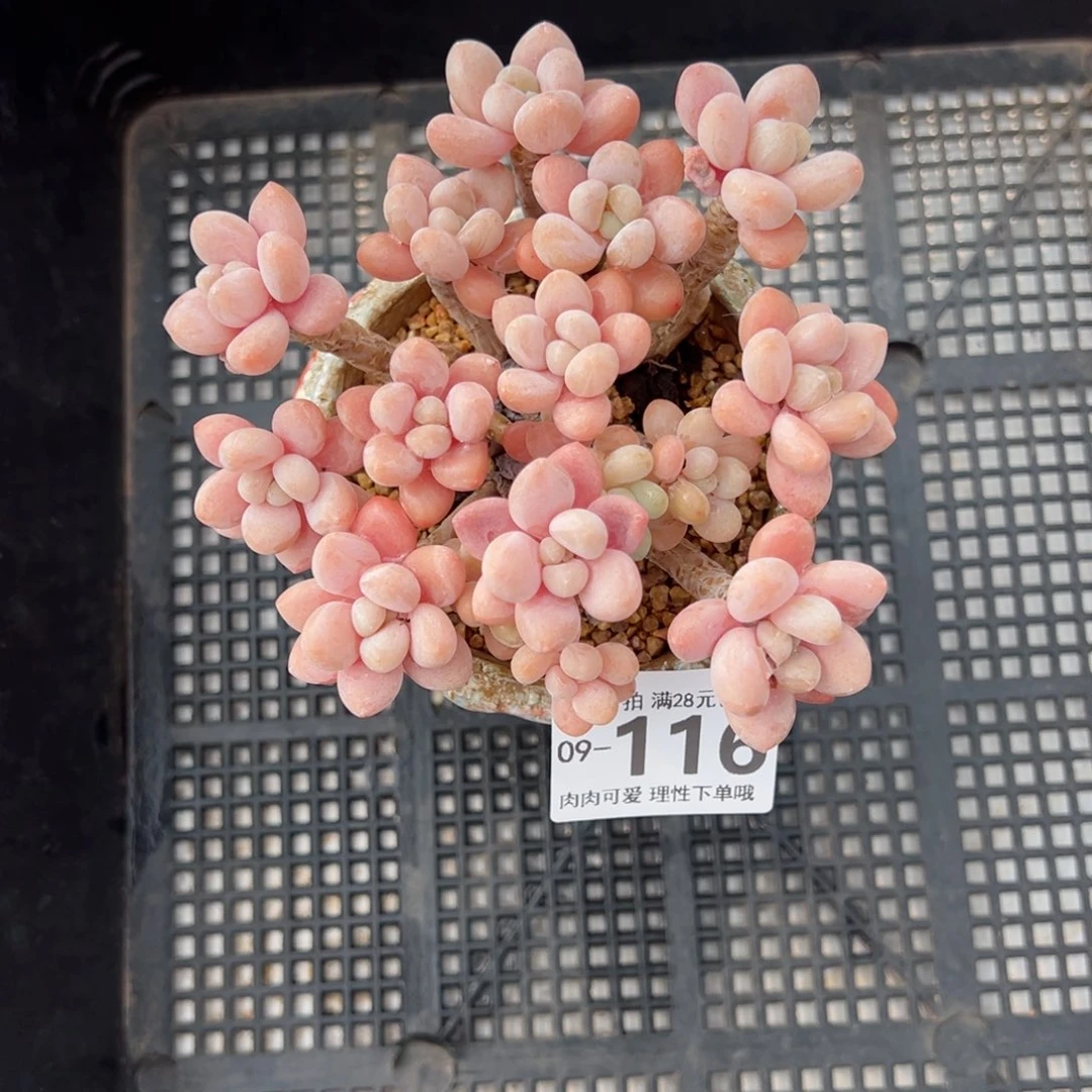 胖*呀鱼子酱多肉多肉多肉多肉