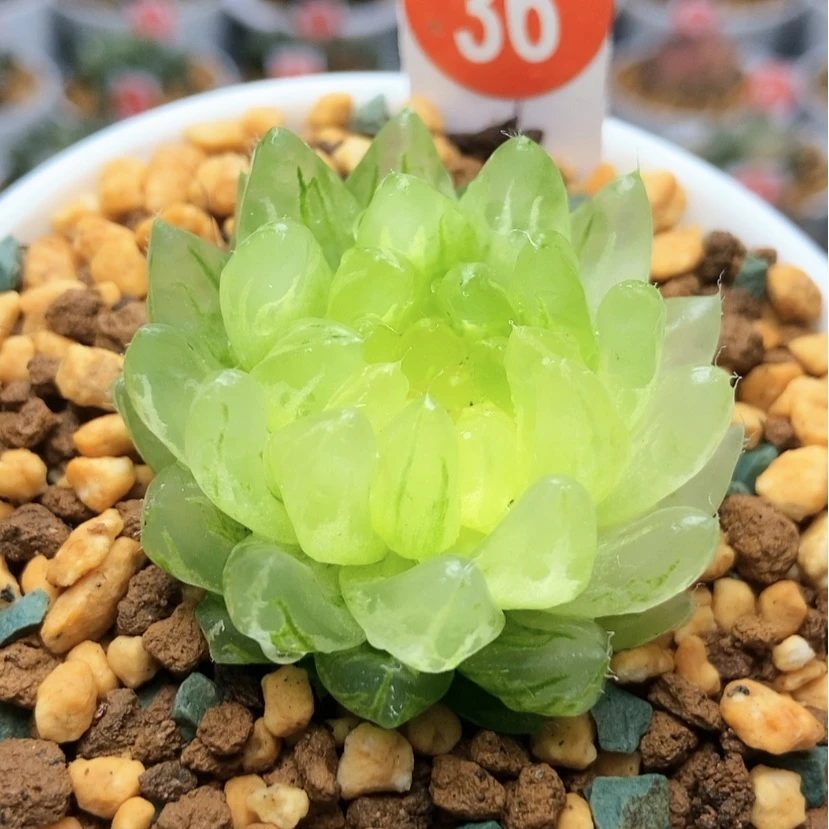 【闪购商品】冰晶36