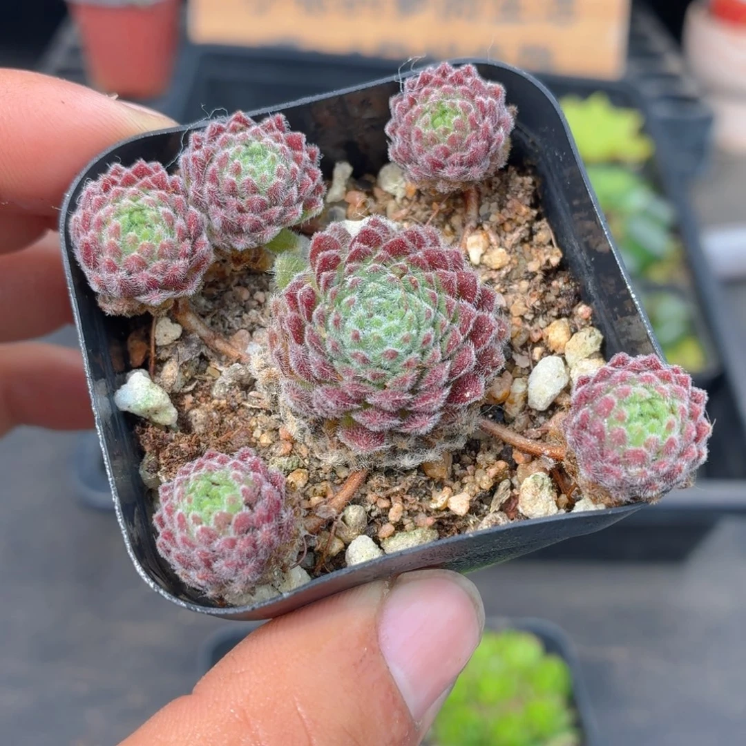 优雅多肉9.9包邮发货