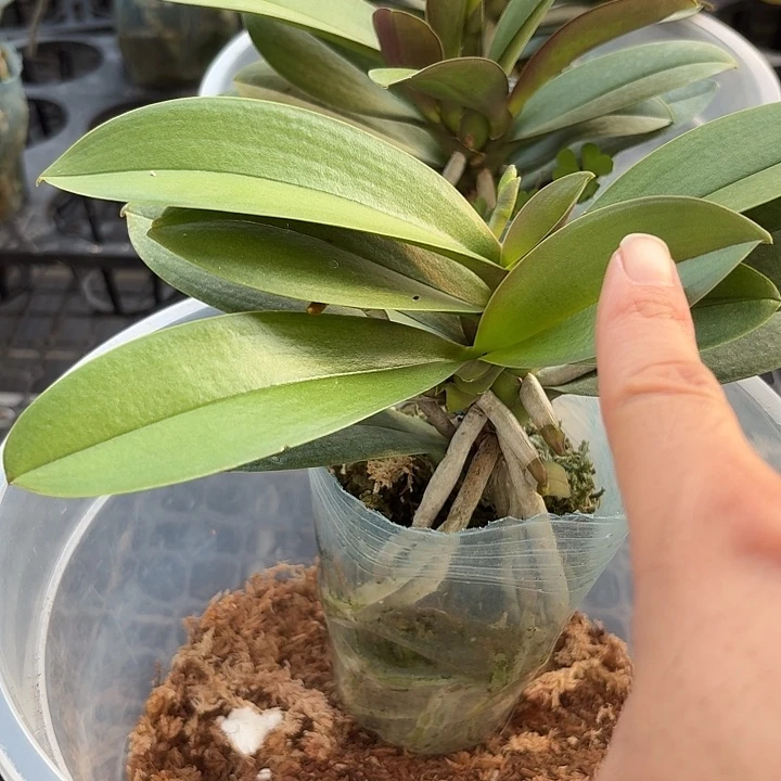 完全开放新品小叶巴掌叶1颗高品质