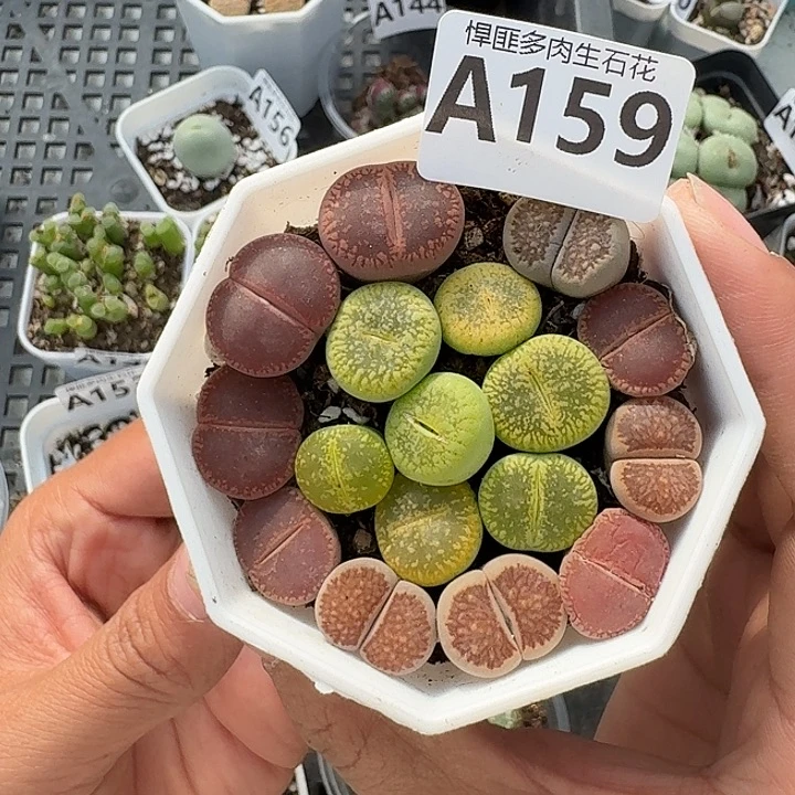 159多肉植物多肉植物