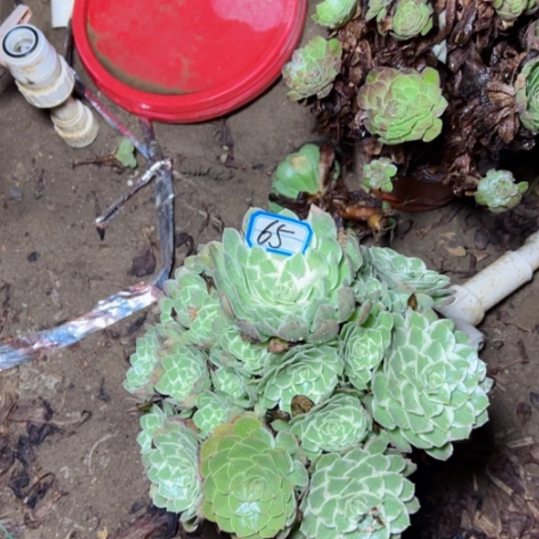 【闪购商品】水蜜桃65