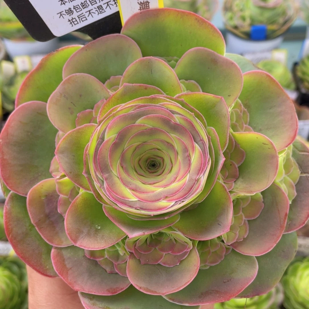 粉红舞鞋多肉新年福利551一物一拍