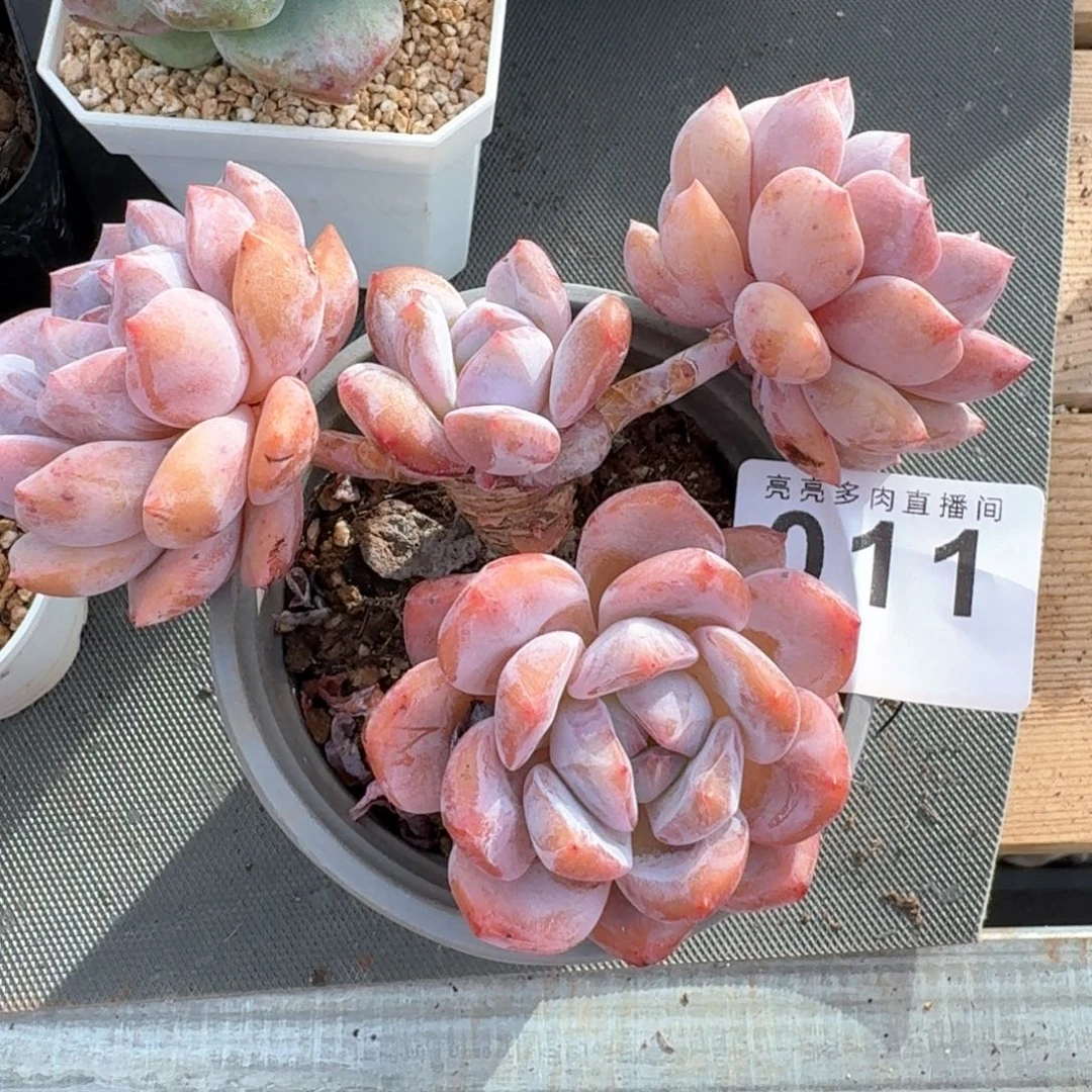 桔***柚雪之魄            精美多肉植物