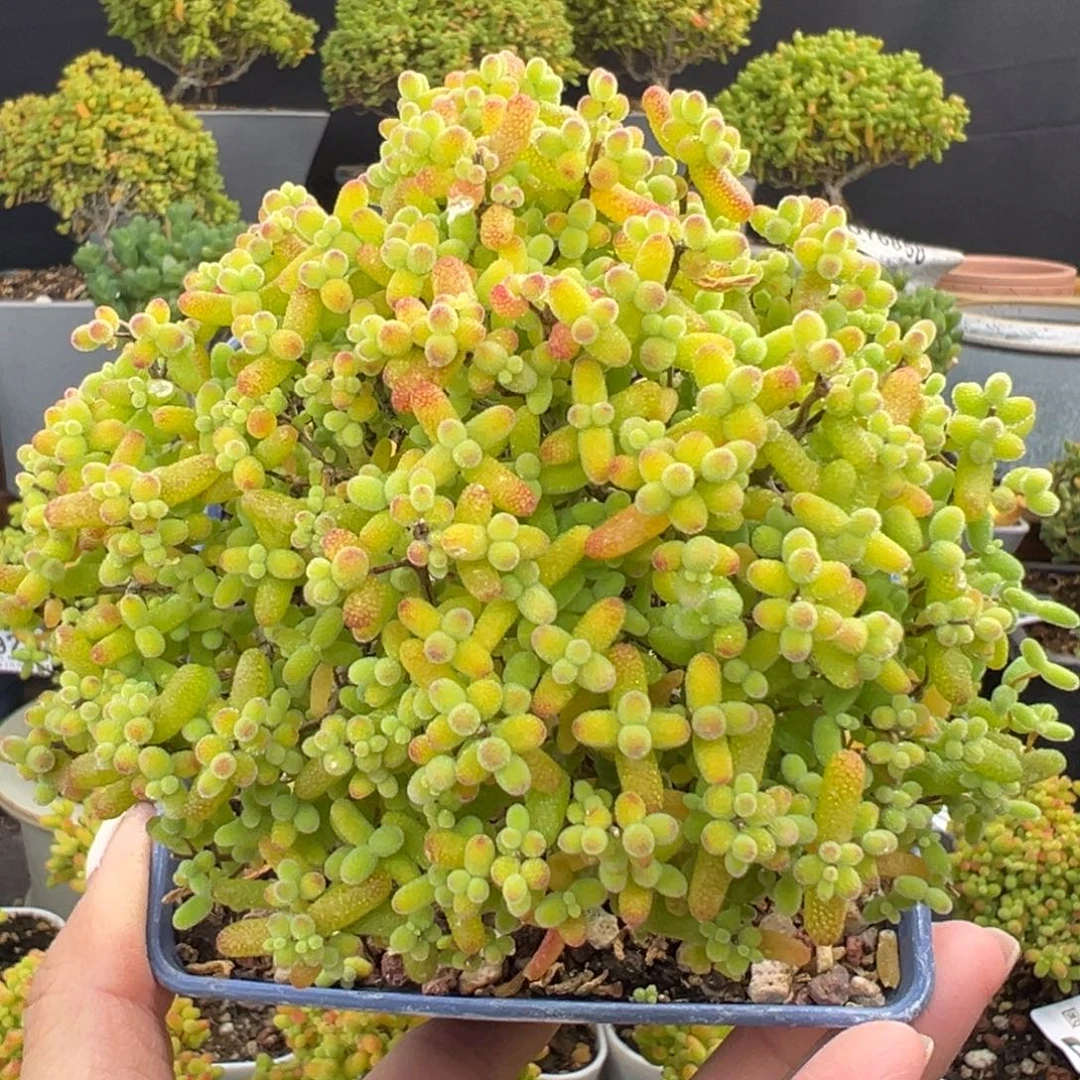 dy6939精控金桔糖球冠幅11cm