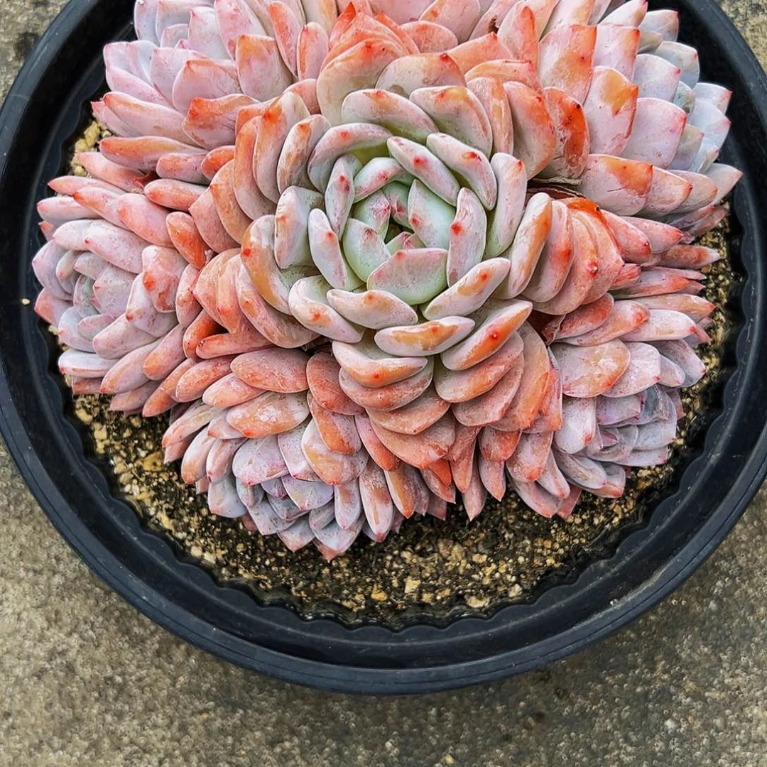 橙梦露11111111111111