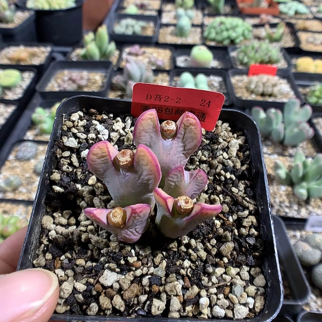 【闪购商品】2-2-24 少将多肉一群 30