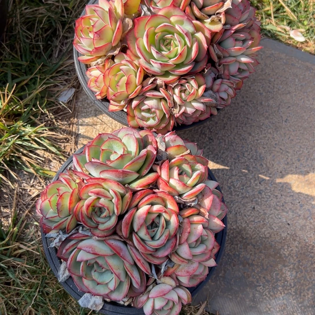 晴***到牡丹亭多肉一物一拍