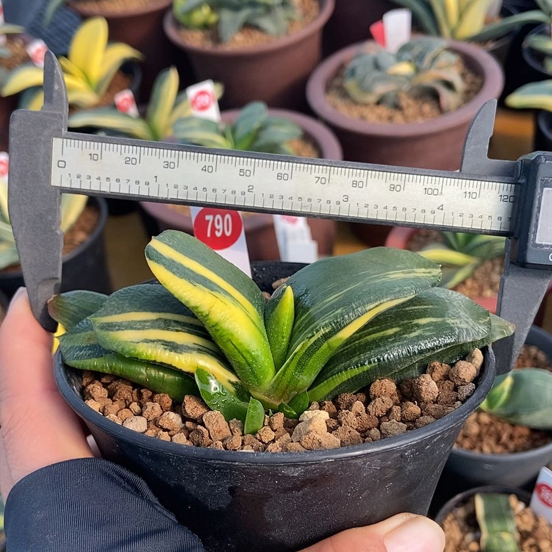 790卧牛实生锦带盆发货