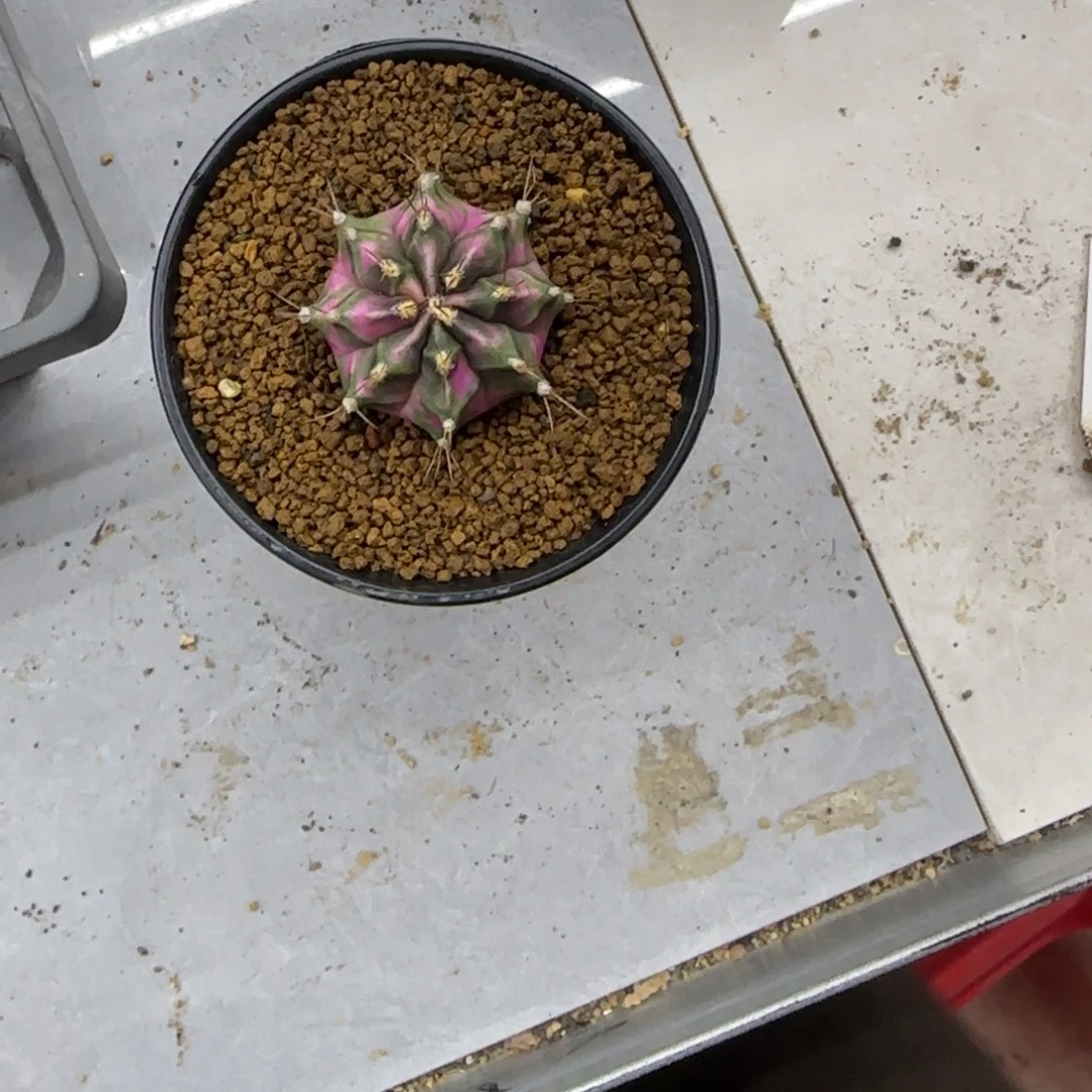 落***錵粉钻1111111111111