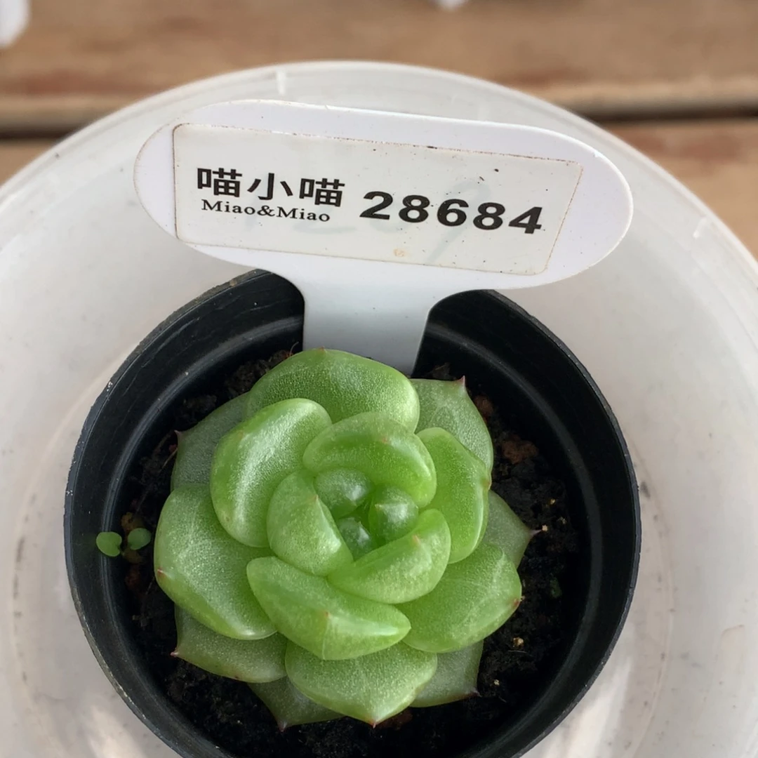 马***？多肉植物杂交珍妮