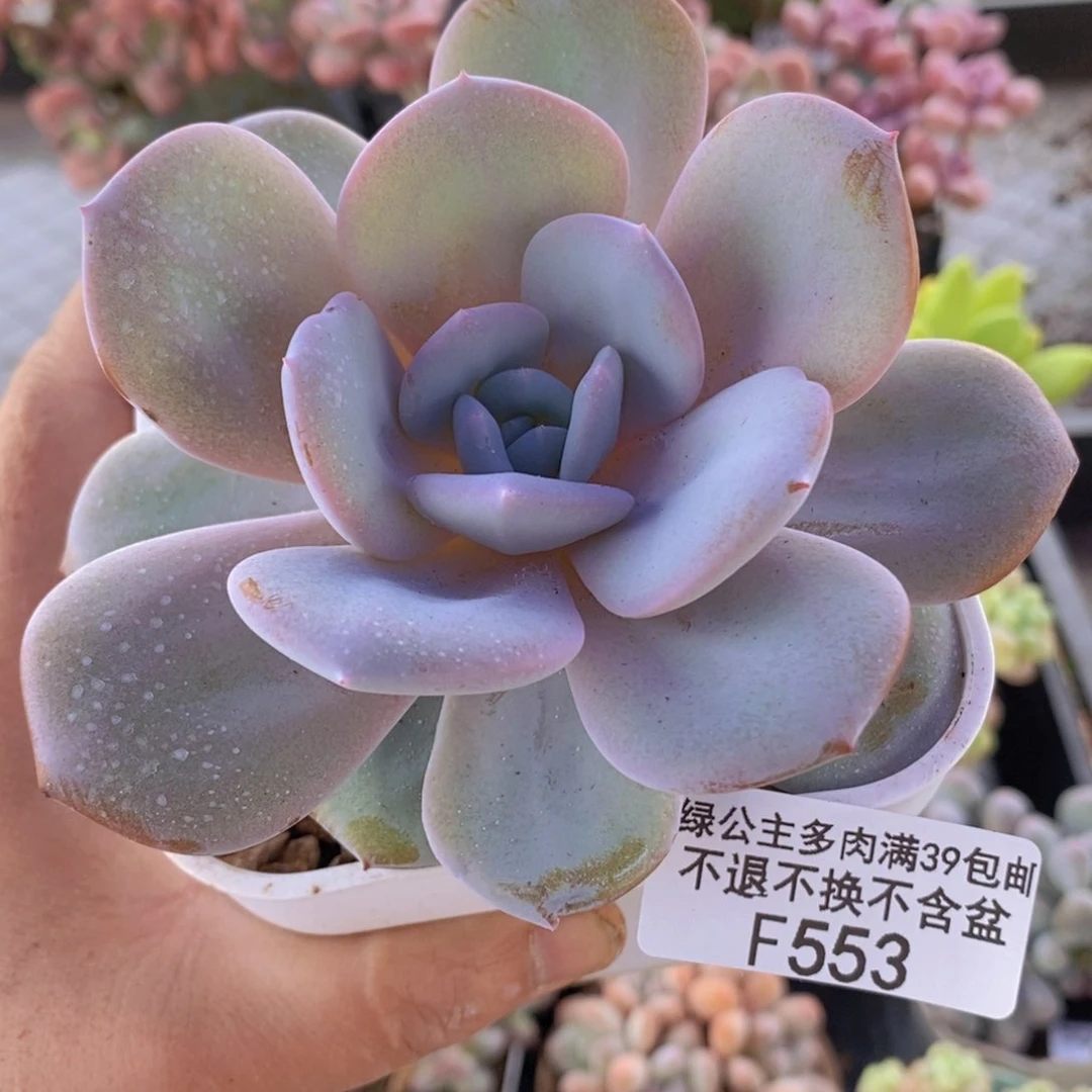 奶茶9cm553多肉植物