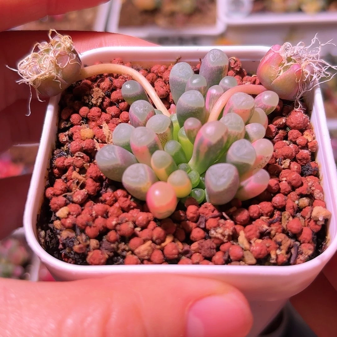 卷****酱白拉丝五十铃玉锦一物一拍带盆土发货