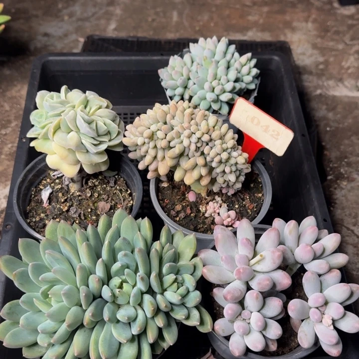 042多肉植物一物一拍泡沫球打包