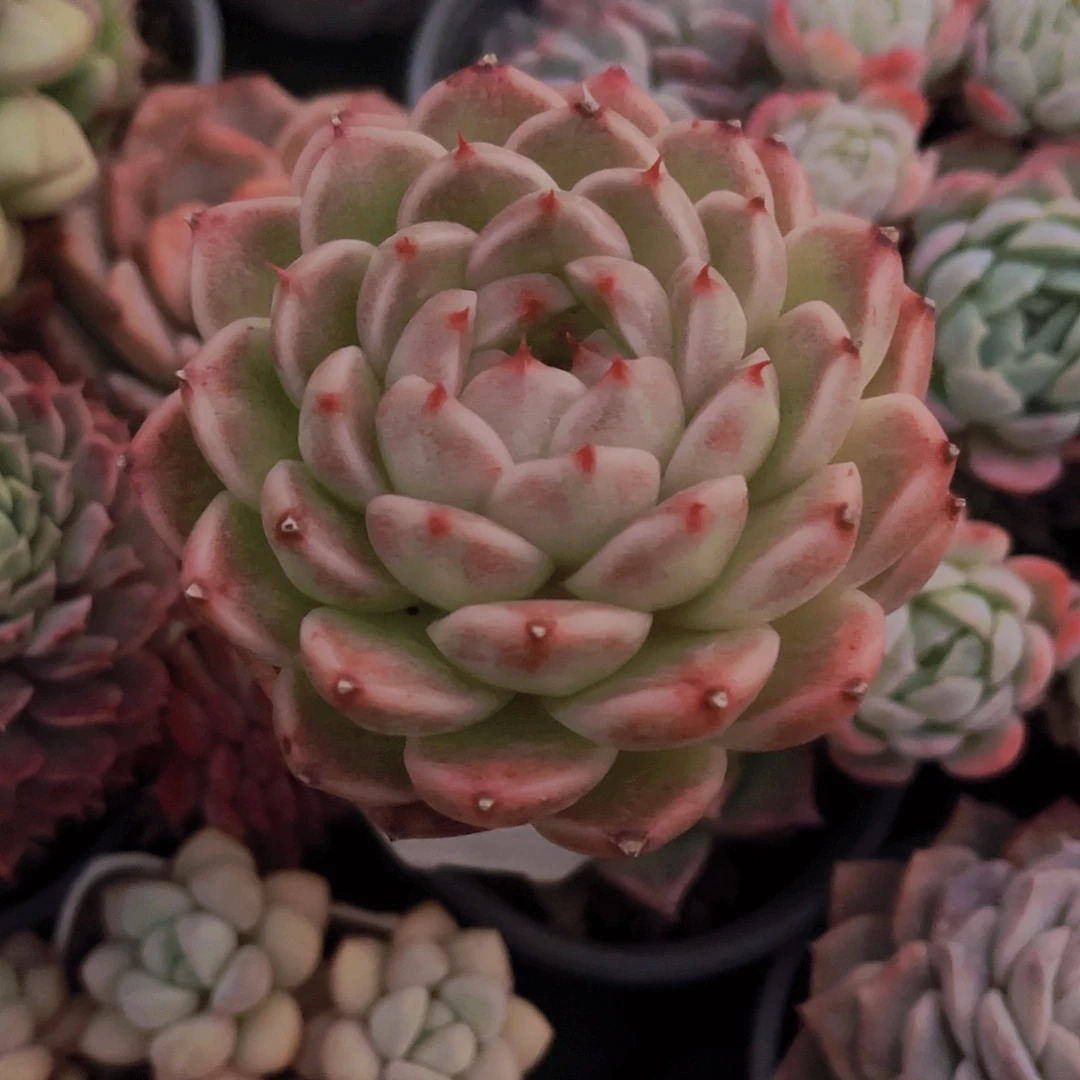 麦秆8公分999989公斤8