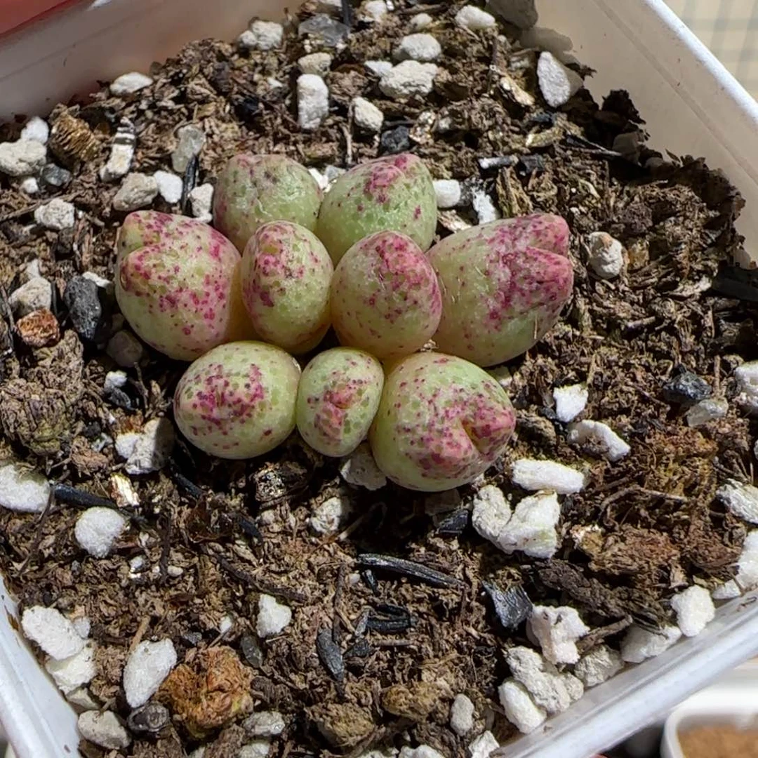 肉锥多肉植物组合-草莓斑马850