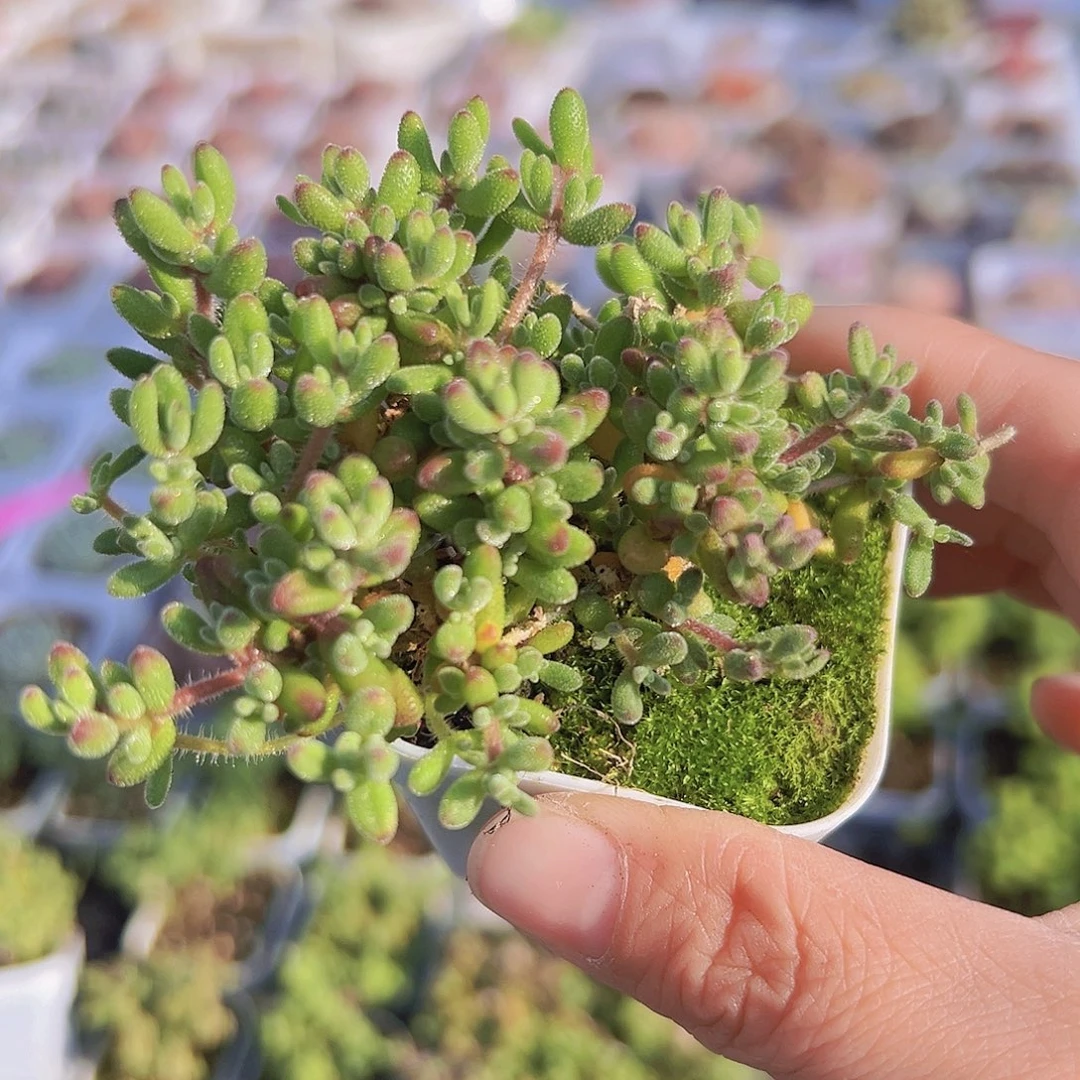 大红宝石19包邮多肉植物
