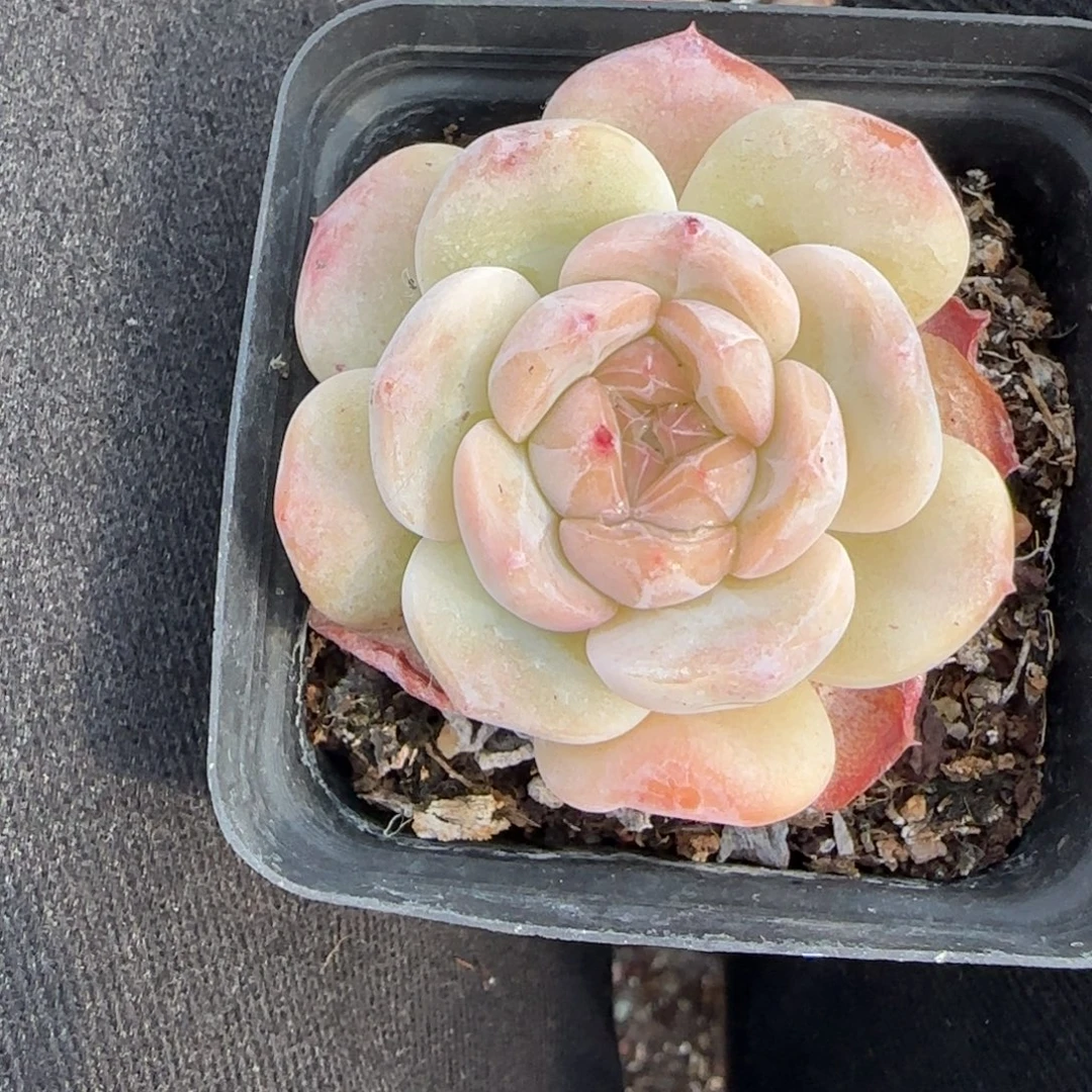 多肉小卡拉米糖心一物一拍