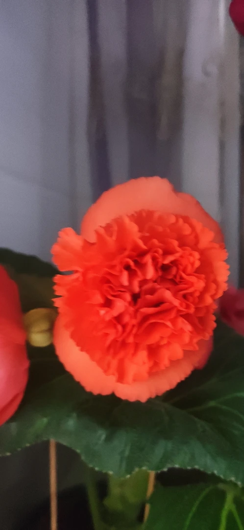 夫妻海棠贵妃珊瑚自育杂交种子30粒