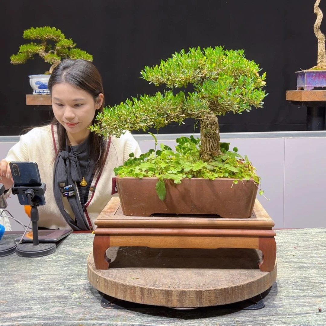 黄杨盆景老桩四季长青