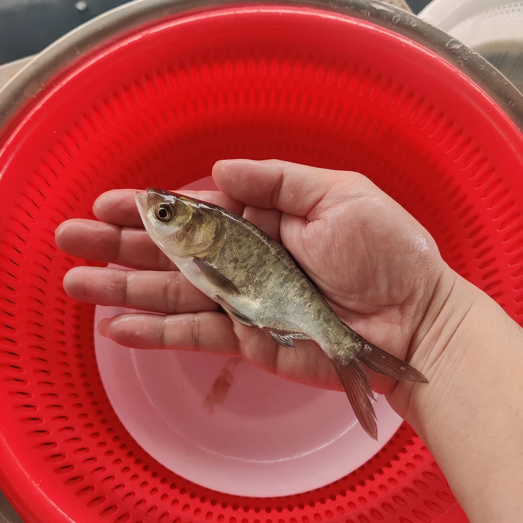 花鲢鱼 胖头鱼 鳙鱼 雄鱼 观赏鱼水族