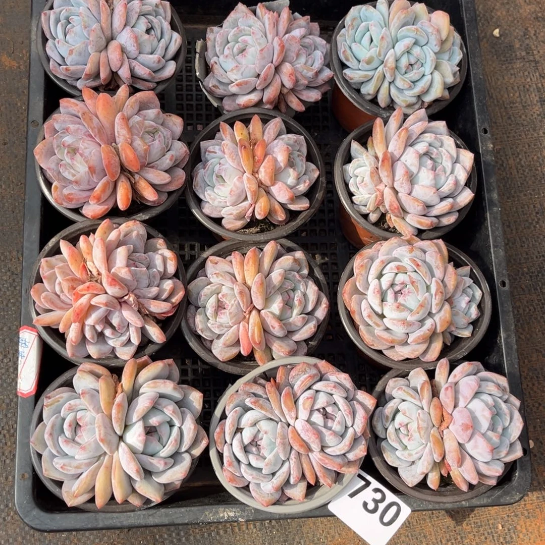 730号新疆西藏内蒙古不包邮