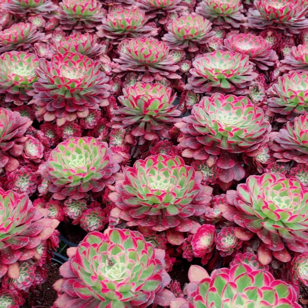 模特二代铜壶量拍多肉法师一个