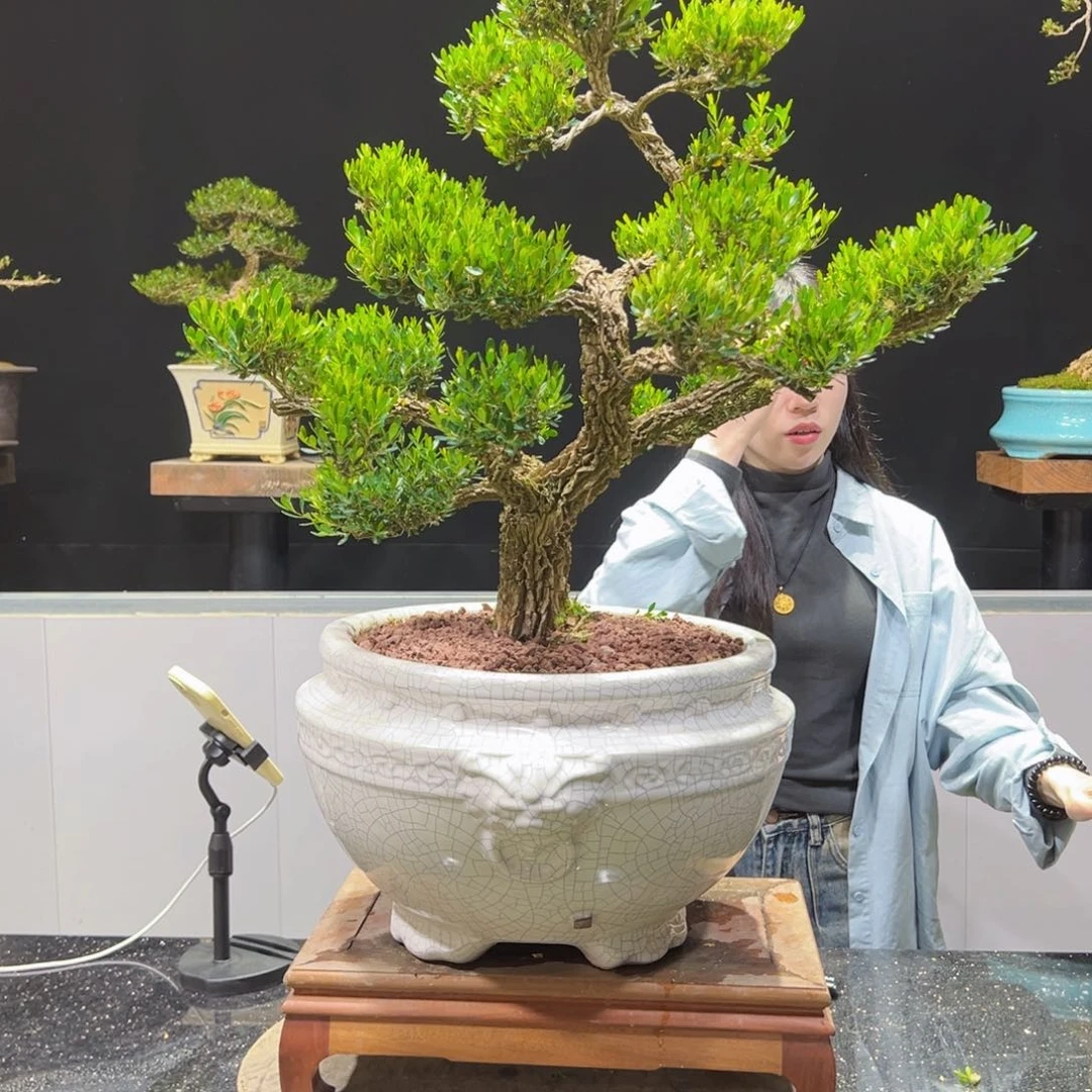 四季常青老桩黄杨盆景