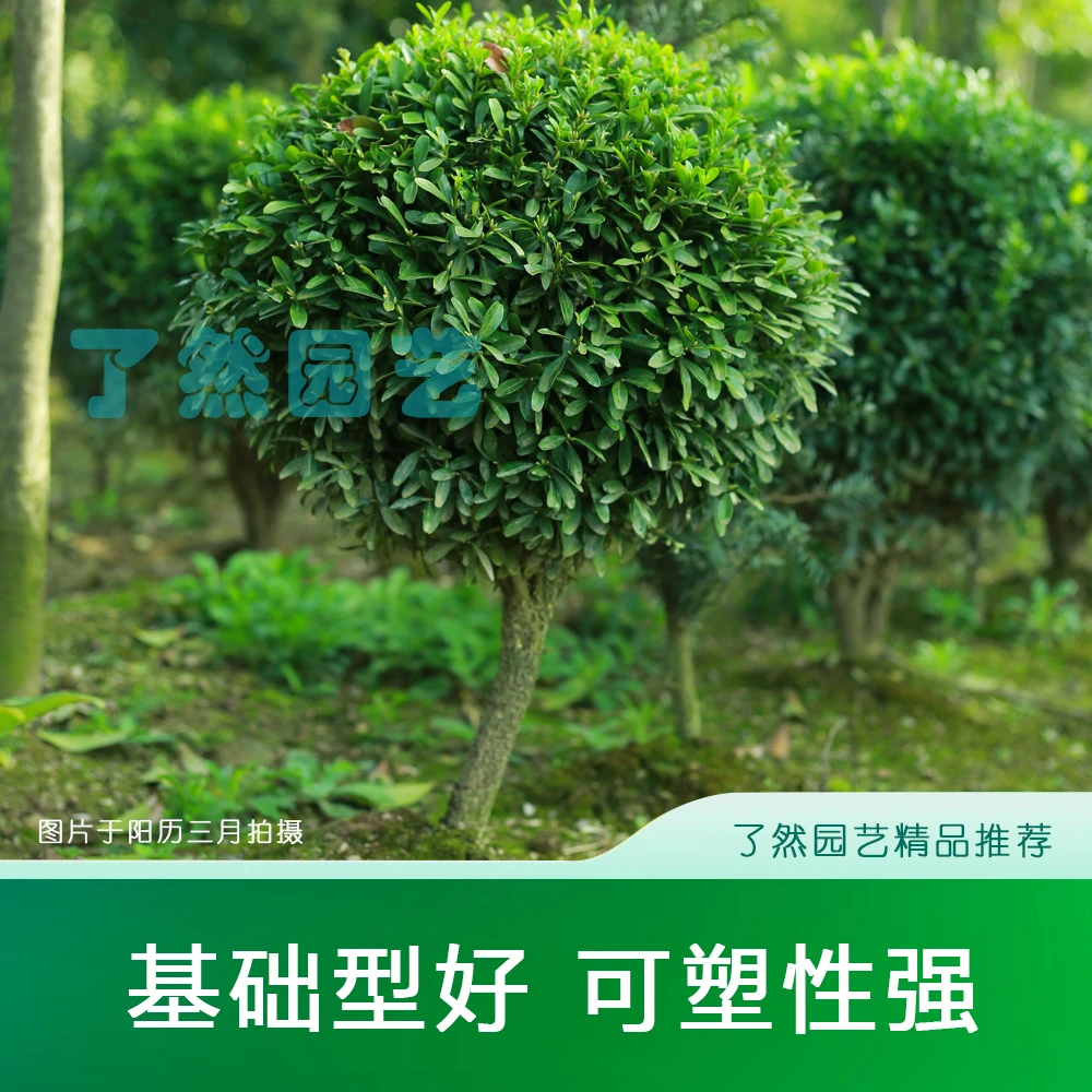 黄杨树苗盆景老桩室内办公绿植四季常青好养活旺宅植物