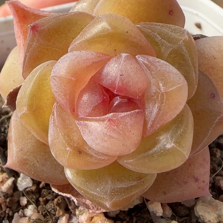 双头灯泡珍妮一棵