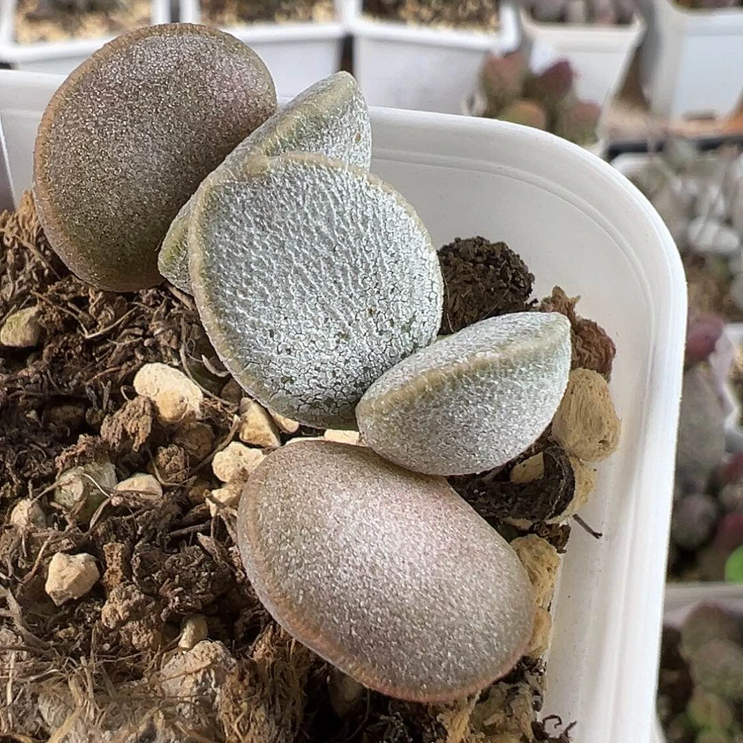 白月光多肉水泡植物