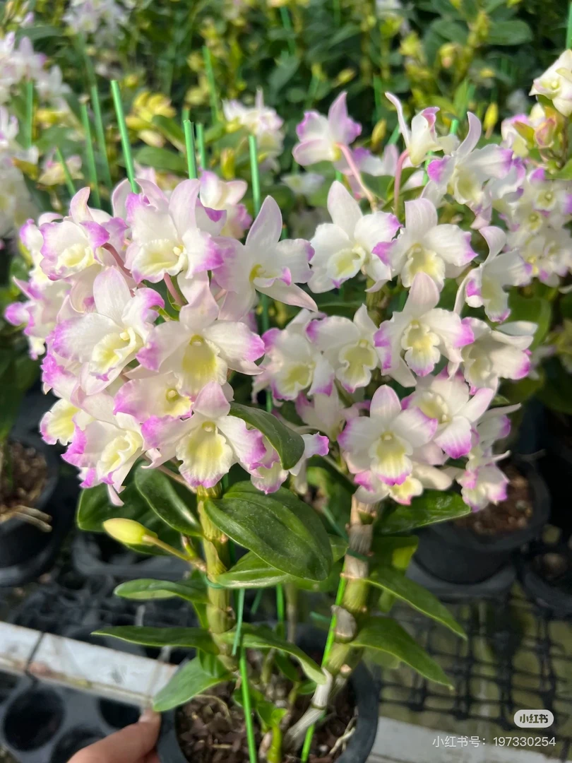 流霞 火烈鸟  两盆  室内春石斛兰花苗云南优质绿植花卉