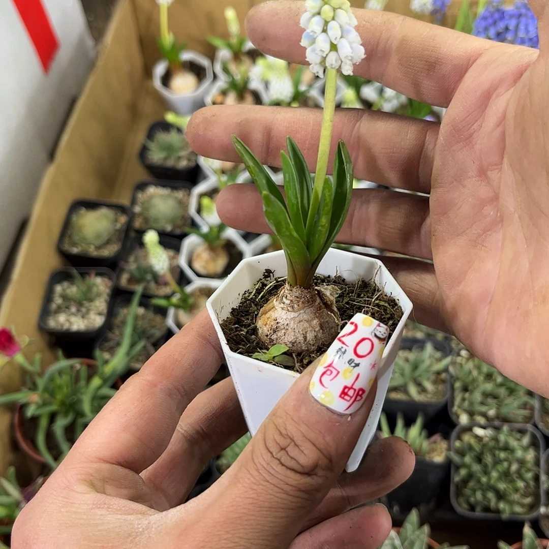 就这个死样子单头发货有根