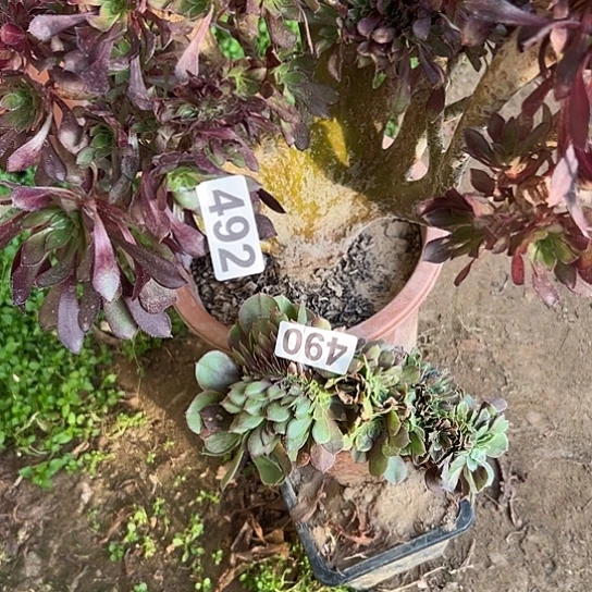 一***铺多肉植物两个微瑕