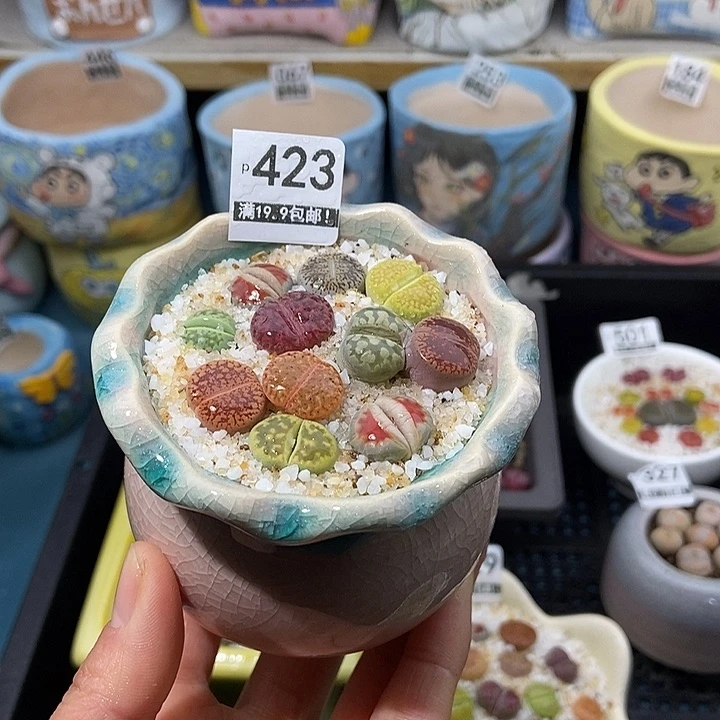 大舅生石花肉锥423