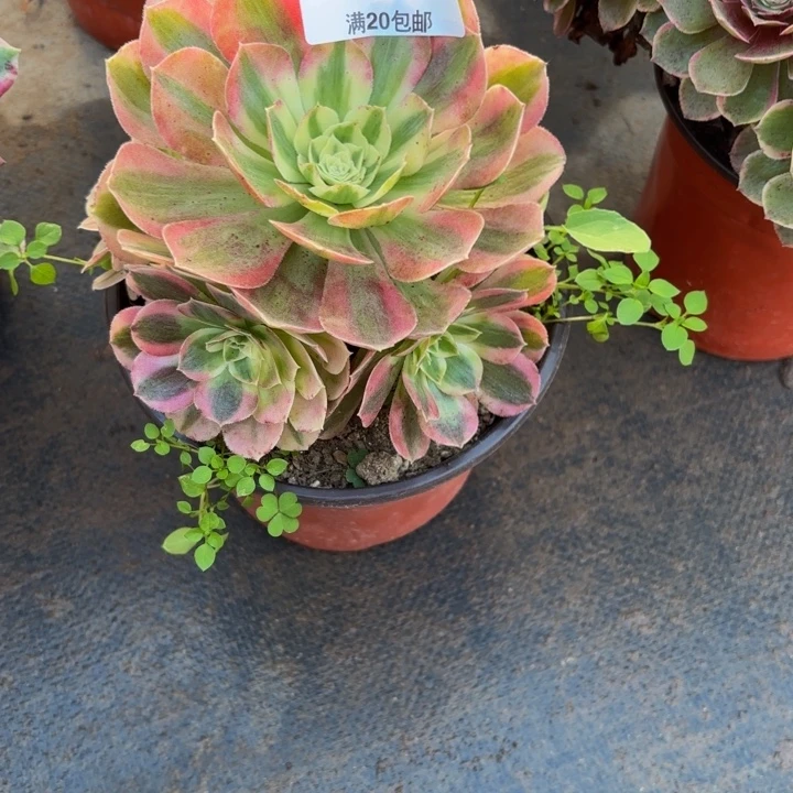 瑞妈多肉园艺893绿体倾城