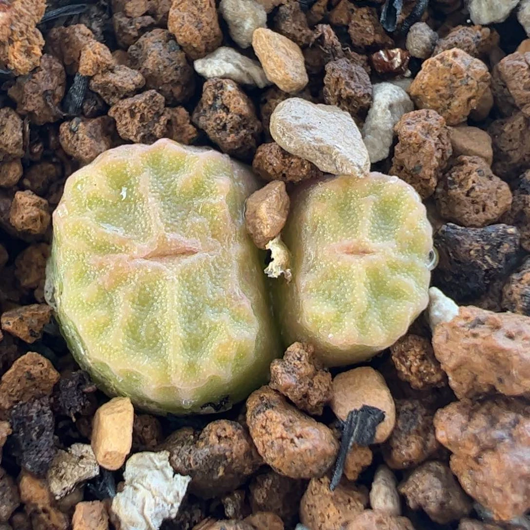 0551多肉植物百科