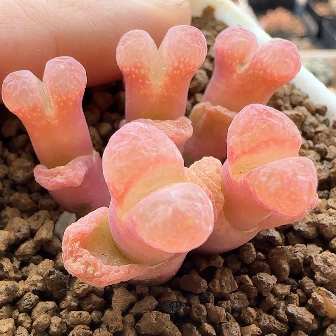 b****u28包邮脱土发货29328