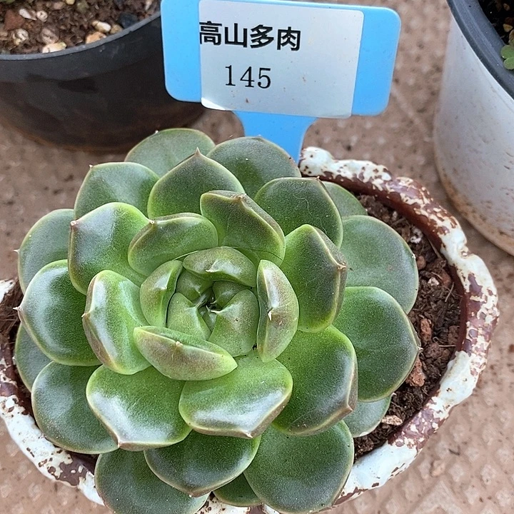 D145- 直播福利 皮爱拉珍妮